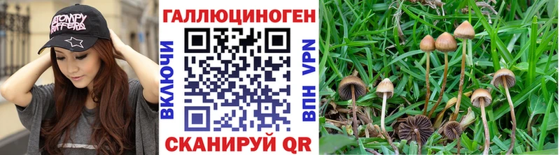 Галлюциногенные грибы Psilocybe  Купить где  Карачев 